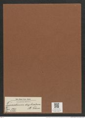 Triceratium duplicatum A. Schm. (de-Toni-Nr.: Genus 140, Species 3880) Zeichnungen Sammlung Grunow Mappe 03917 (Herbarium_W_Grunow_drawings_Folder_03917)